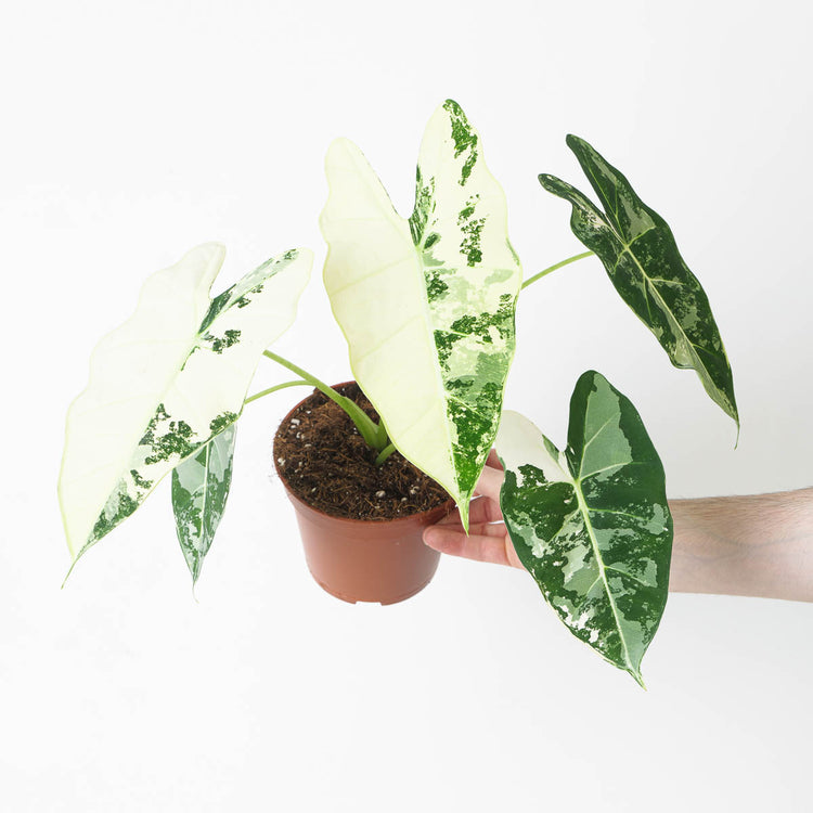 Alocasia 'Frydek' Variegata