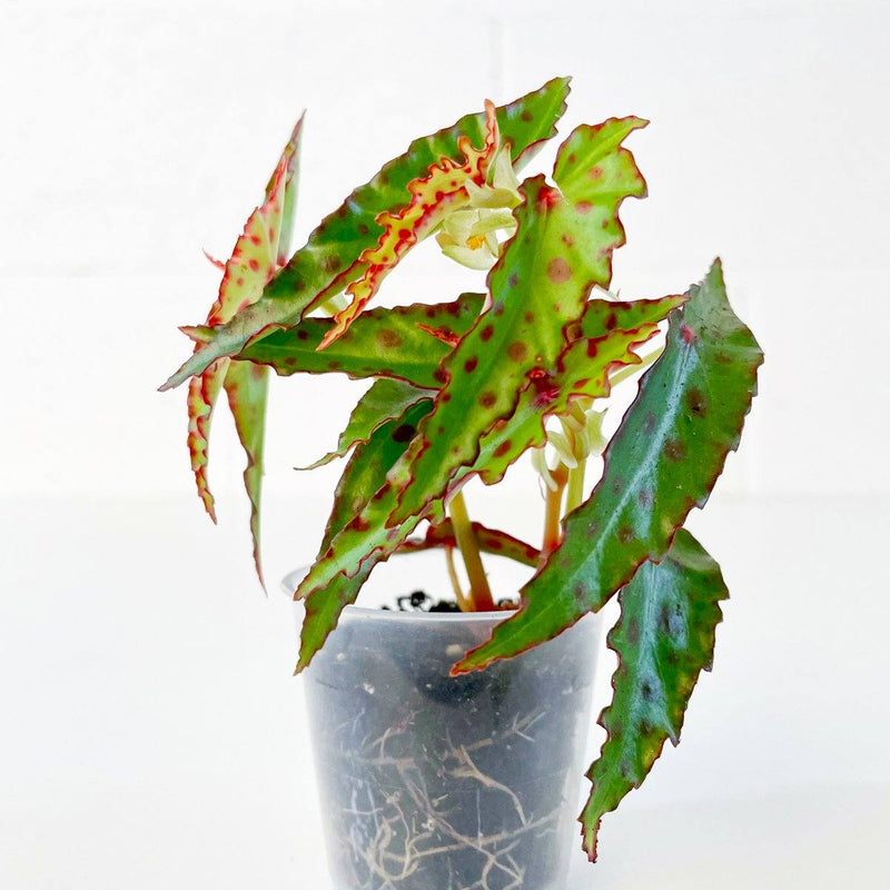 Begonia amphioxus | Plants 