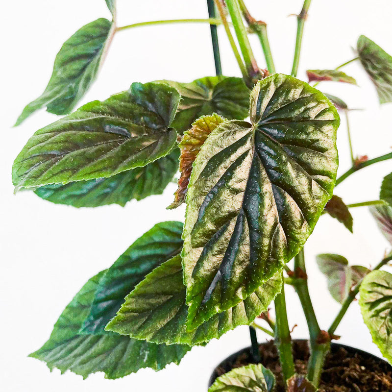 Begonia 'My Oldemor' | Plants 