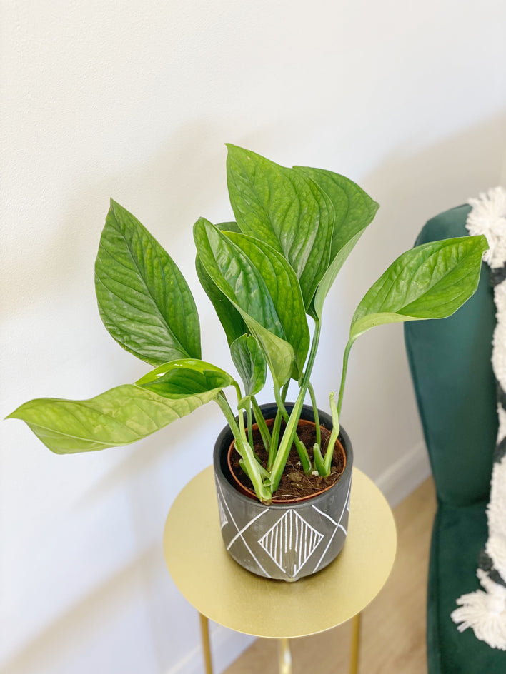 Monstera – GROW TROPICALS