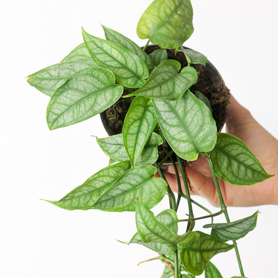 Epipremnum Pinnatum Aurea Variegated – Exotropical