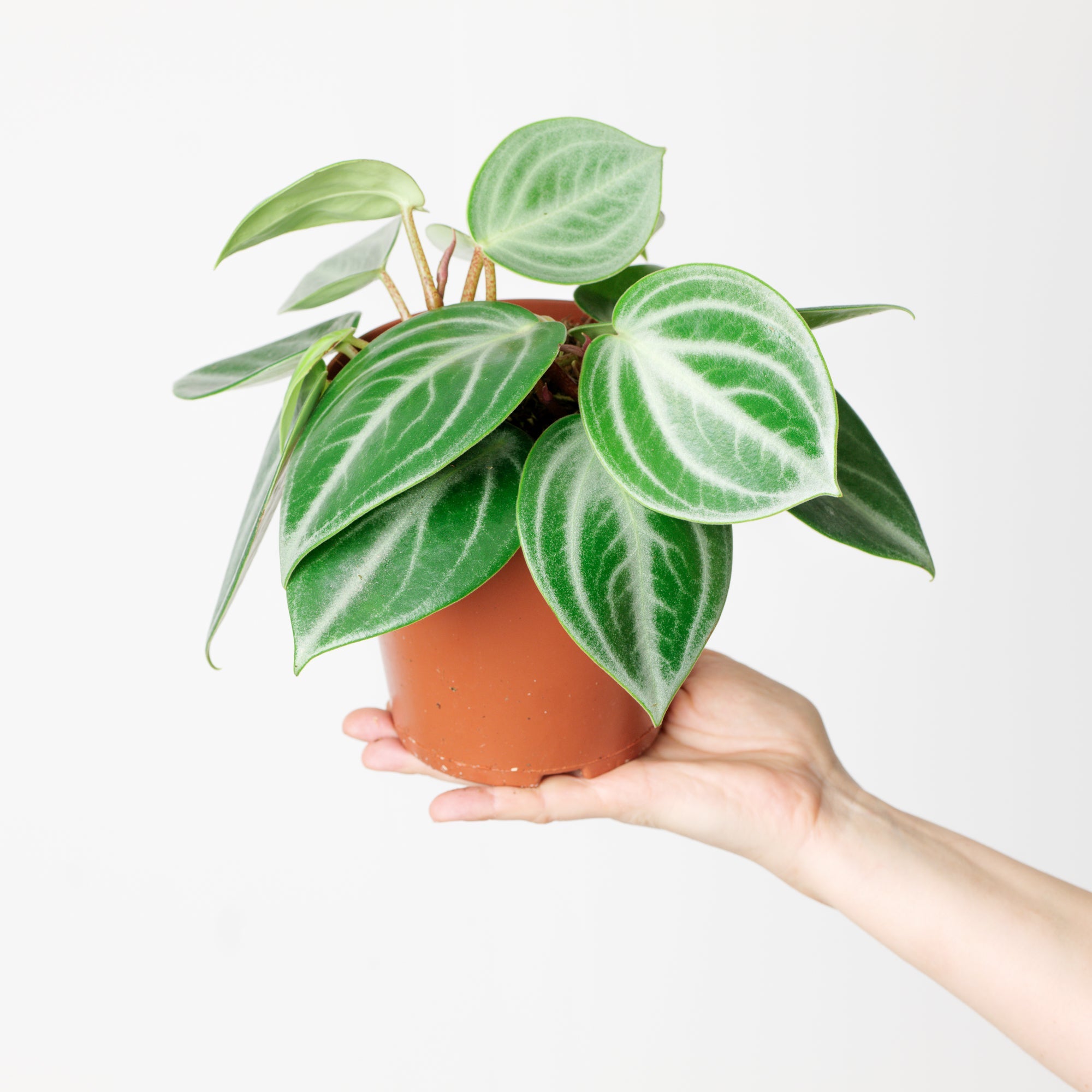 Peperomia pseudovariegata var. sarcophylla