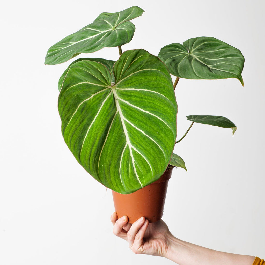 philodendron-gloriosum-dark-form-plants-growtropicals