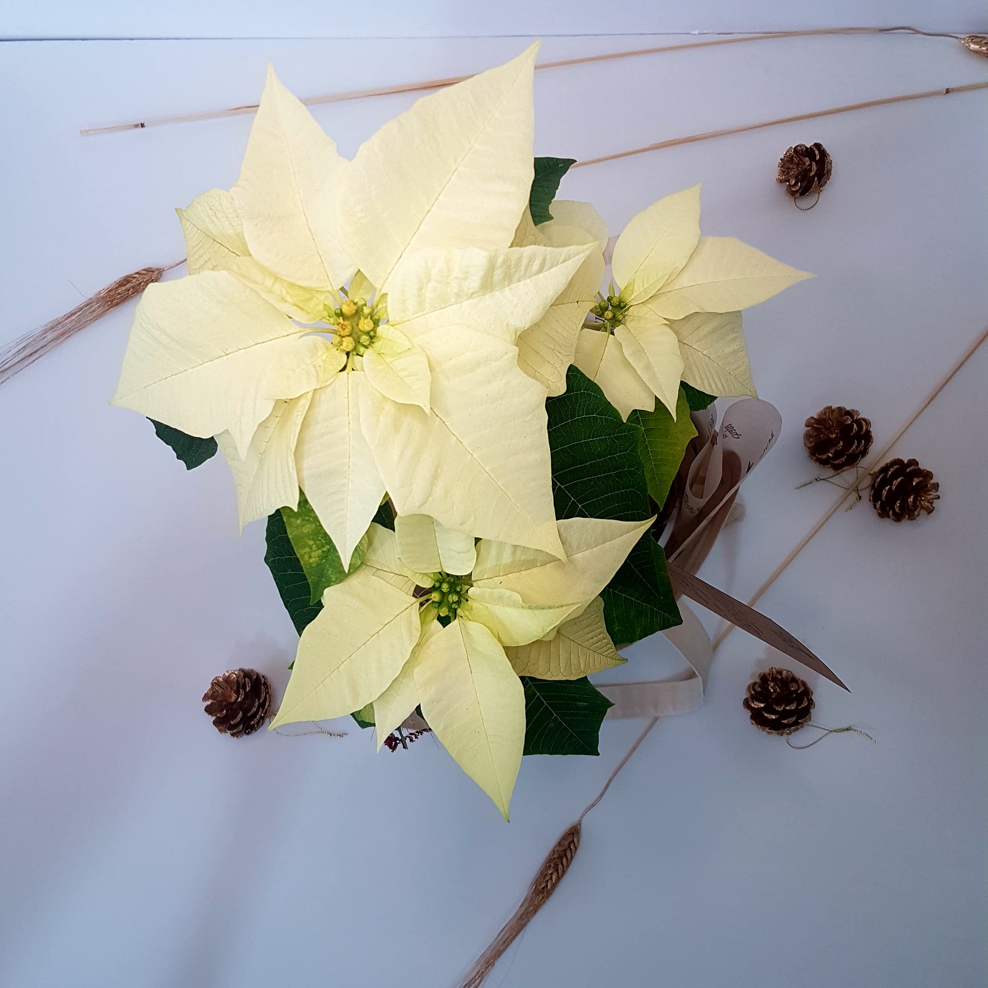Flor de Nochebuena Blanca – Chapa esa Flor