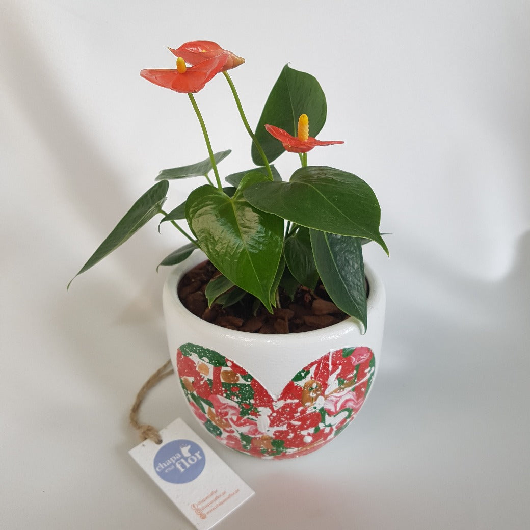 Anturios Coral S – Chapa esa Flor