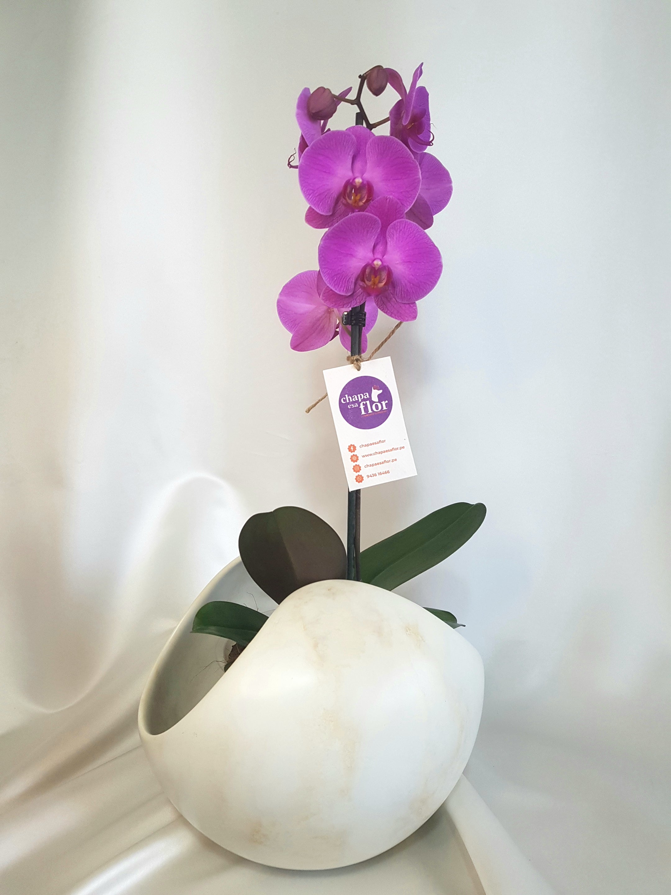Orquídea Kulli lila – Chapa esa Flor