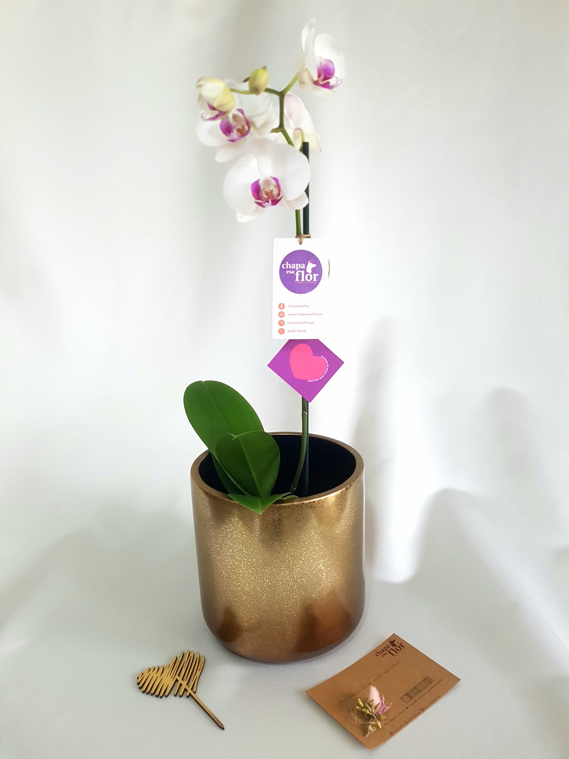Orquídea Amarilla – Chapa esa Flor