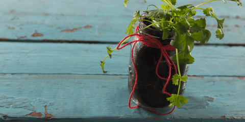 cilantro is in a jar with soil. there is red string tied around the jar and it sits on blue wood.