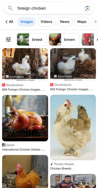 Foreign Chickens