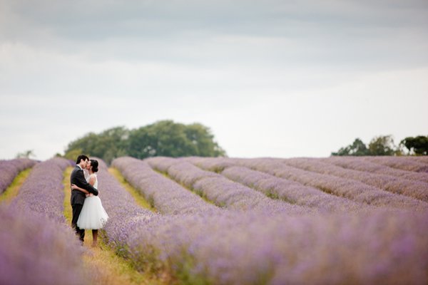 A captivating lavender field