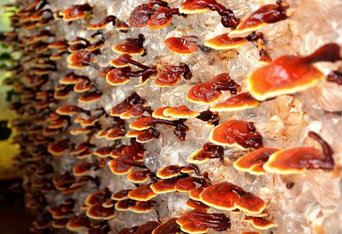 Multiple reishi mushrooms growing