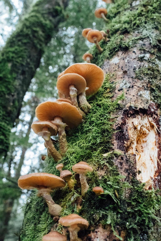  mushrooms growing on forest floor