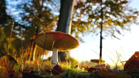 mushroom in a forest opening