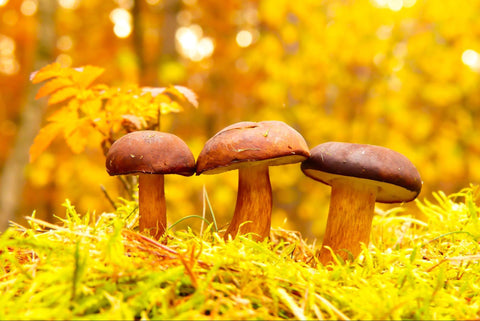 three brown mushrooms sitting in a forest
