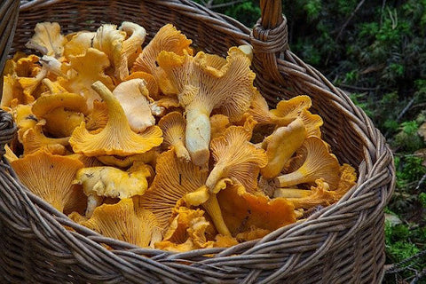 Basket of yellowish mushrooms.