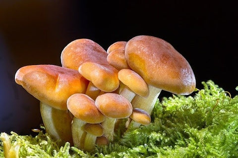 A bunch of golden mushrooms growing on grass.
