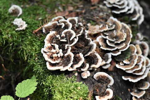 Mushrooms growing on a tree root