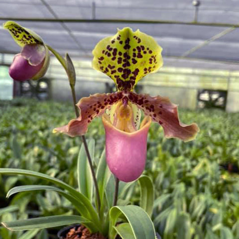 Paph. Luk Luk 尼蜜x史多尼[Web Special] – Orchidmart