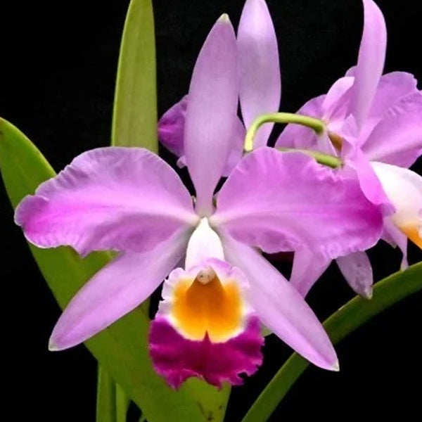 C. eldorado 'M. Ito' BM/JOS 卡特蘭多拉多'M. Ito' – Orchidmart