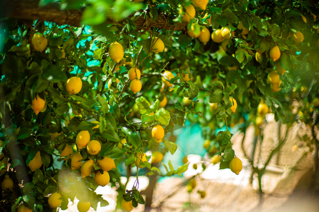 Close up of lemon trees in Capri