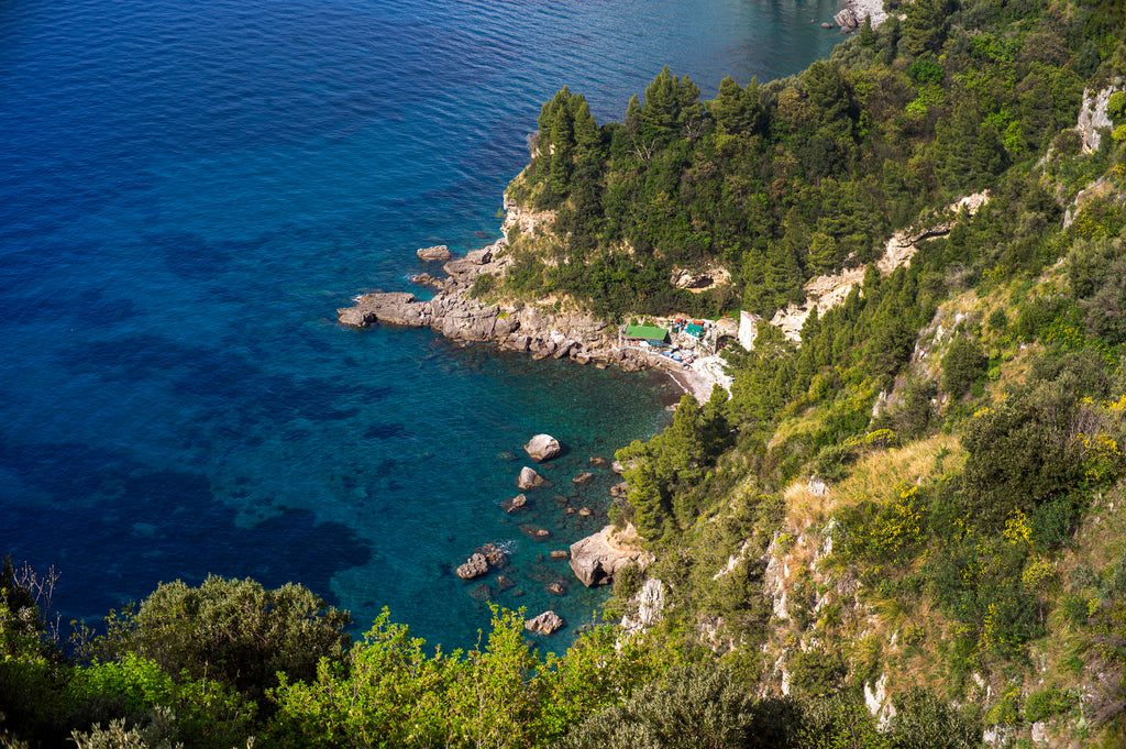 Rocky coastline dotted with pines