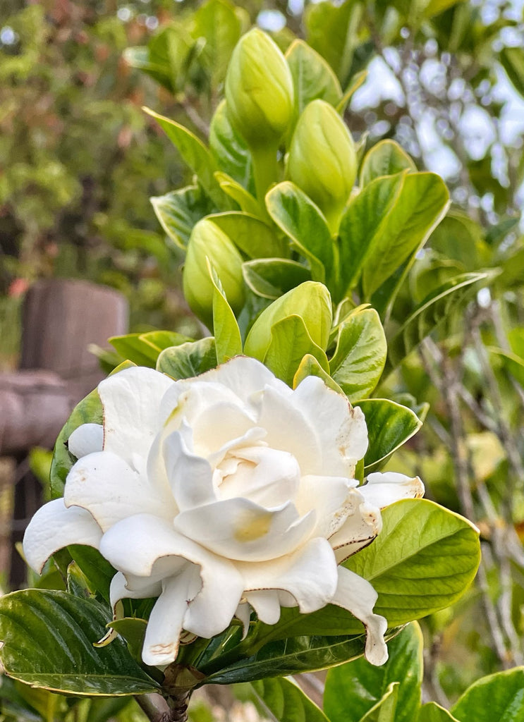 Lush gardenia flower