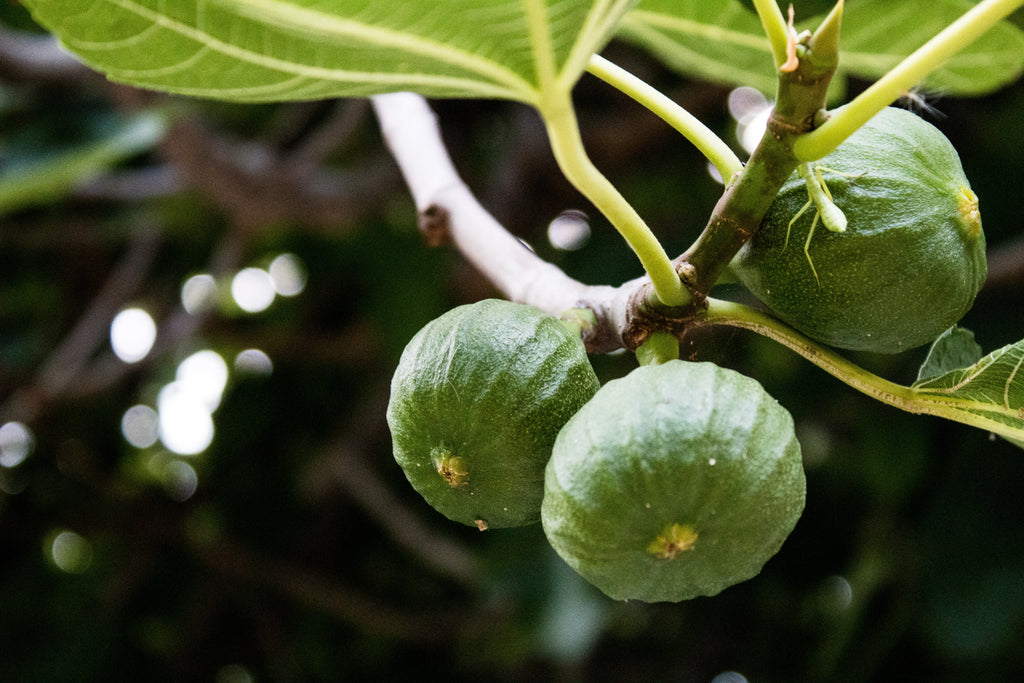 Green figs growing in a tree