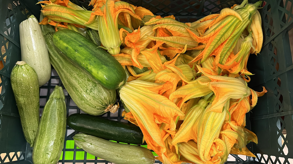 Flowering zucchini in grocery basket