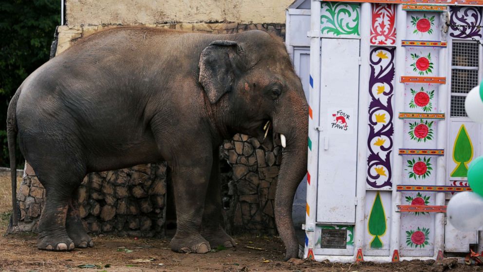 'World's loneliest elephant' gets some help from Cher during resettlement to Cambodia