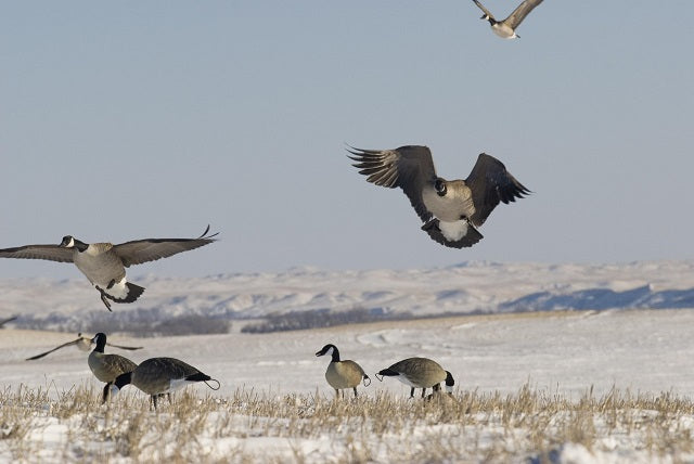 Knutsons Hunting Decoys, Flocking Kits, Decoy Paint