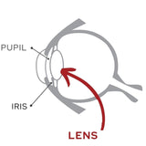 Diagram of pupil, iris, and lens.