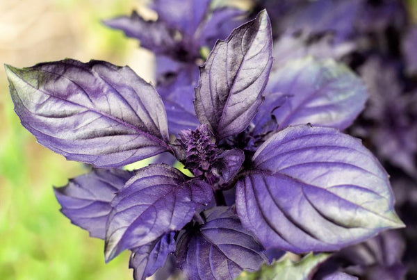 ALBAHACA MORADA o SAGRADA. Composición y Propiedades – Laboratorios Nale -  Dietética y Nutrición