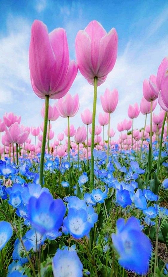 Tulipanes y flores azules – Helnee