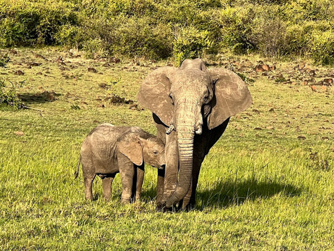 Mother Elephant and nursing baby