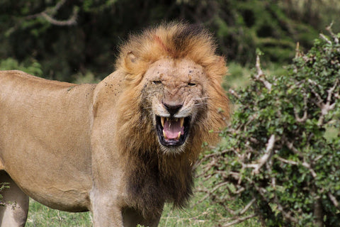 male lion mouth open