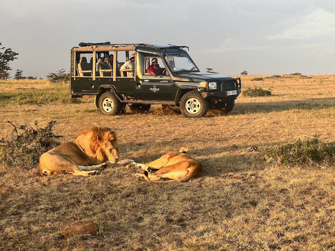 Lion pair with vehicle in back