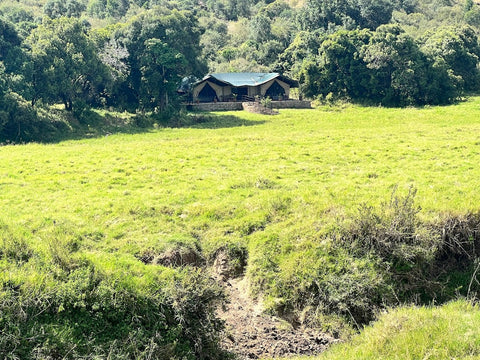 Tent surrounded by greenery