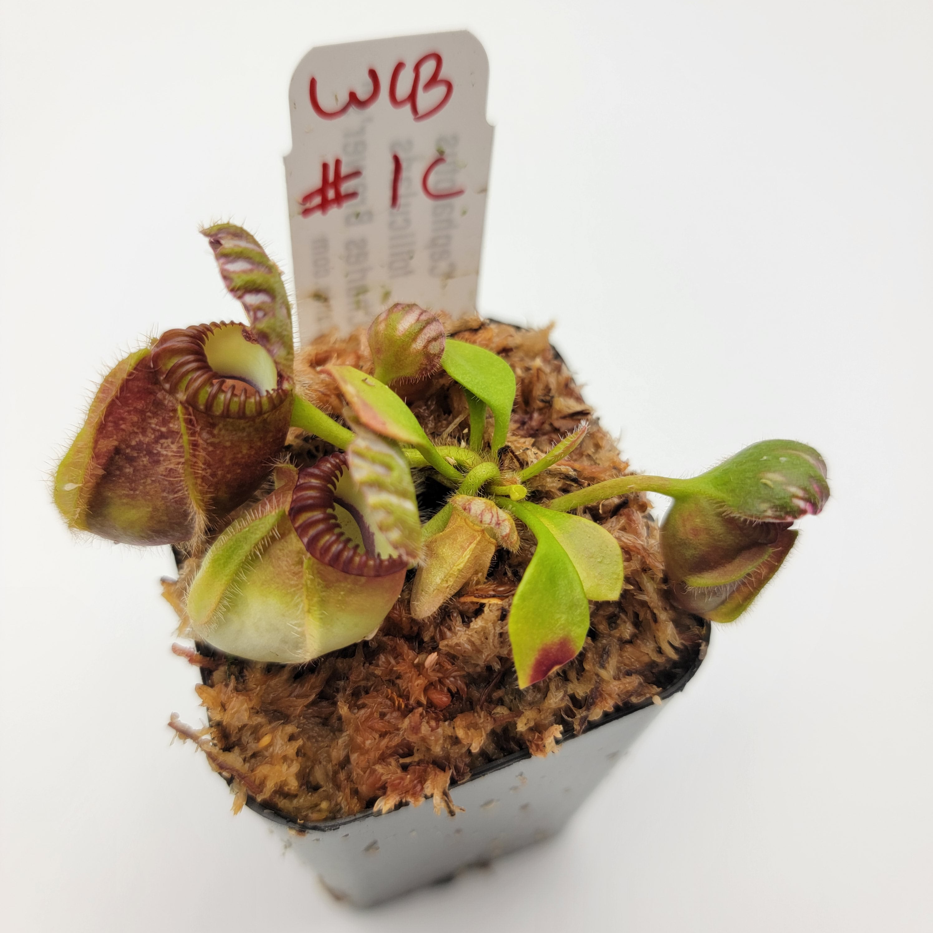 Cephalotus follicularis 'Hummer's Giant' WHG (1B-20B) | Rainbow