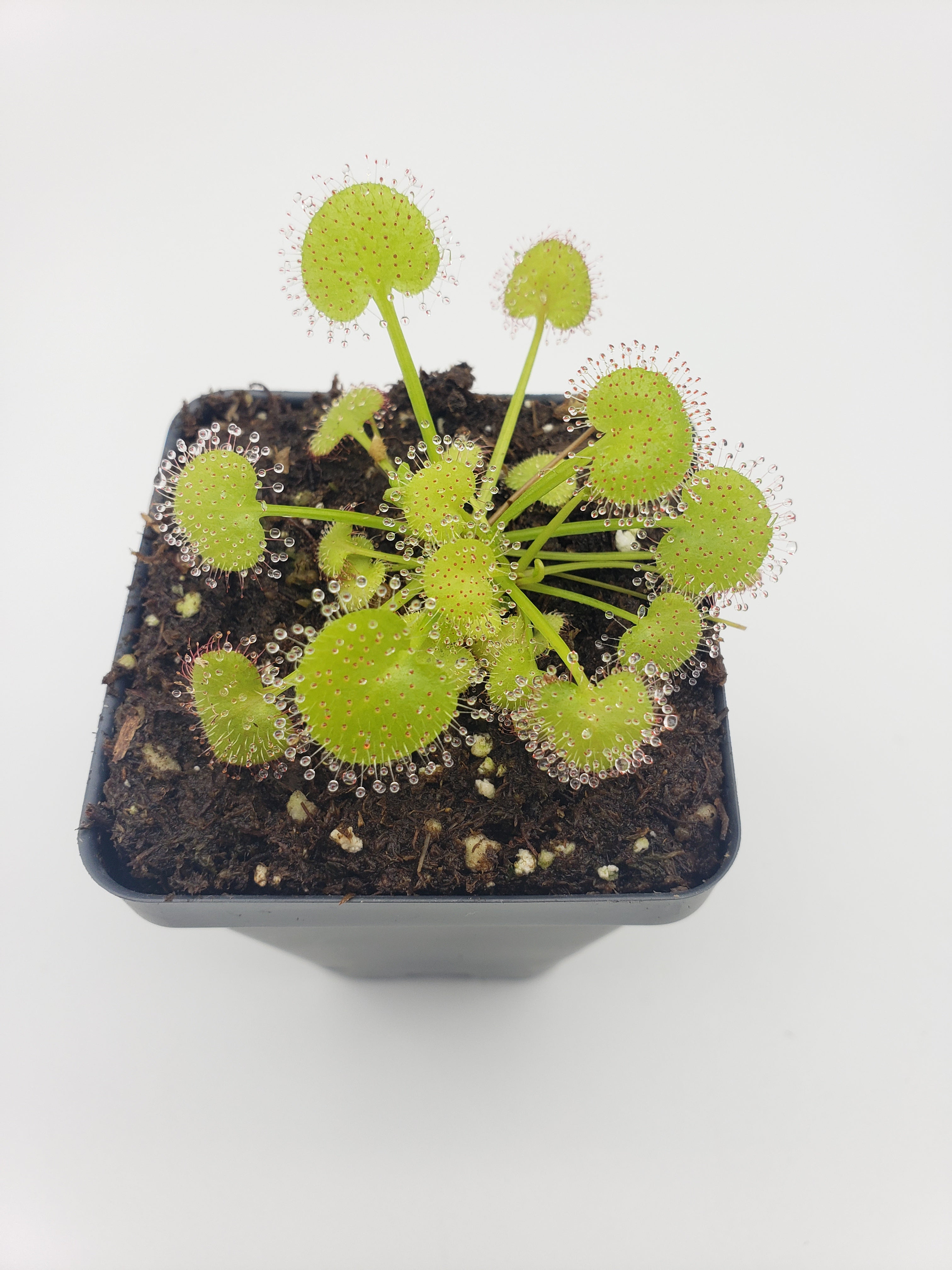 Cephalotus follicularis 