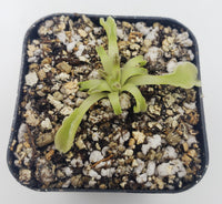 
              Pinguicula acuminata [Fungus gnat catcher]   -Live carnivorous plant- - Rainbow Carnivorous Plants LLC
            