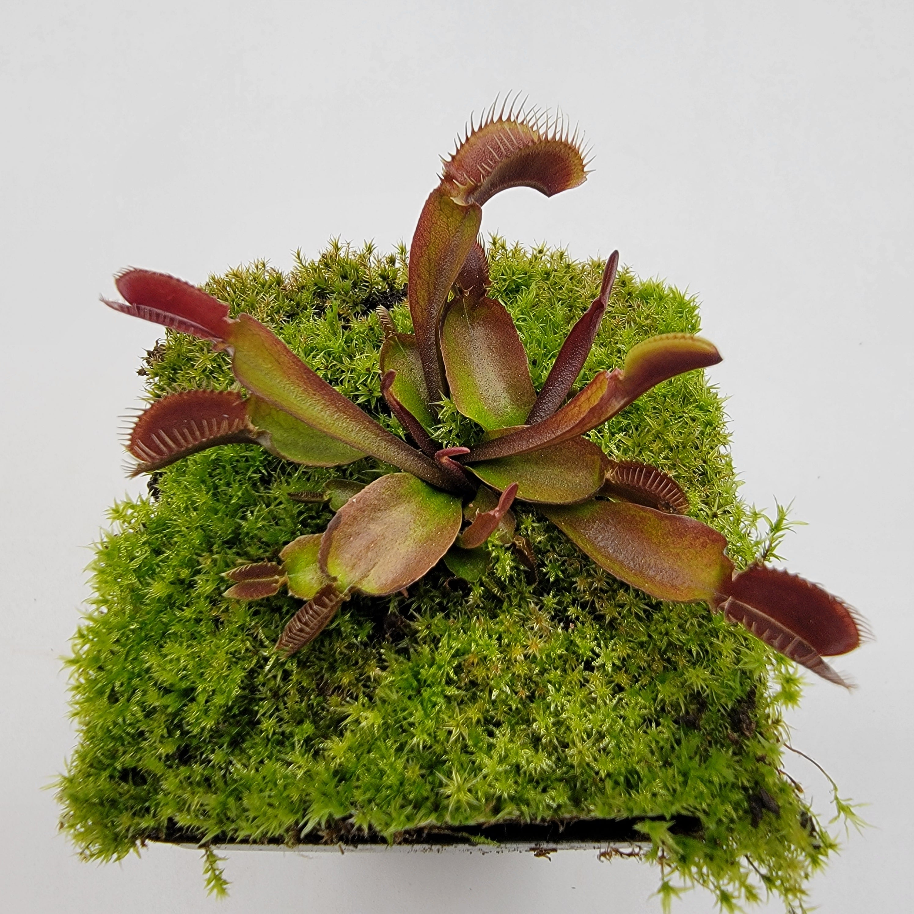 Venus flytrap (Dionaea muscipula) - Plantsmith