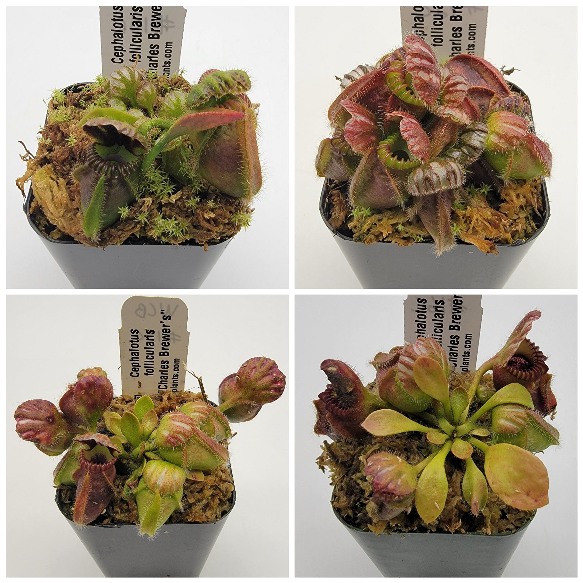 Cephalotus follicularis 'Hummer's Giant' WHG (1B-20B) | Rainbow 