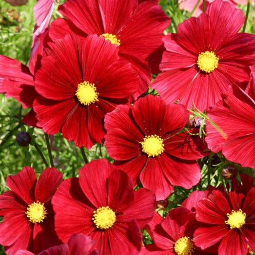 Cosmos Rouge – La Brouette Maraîchère