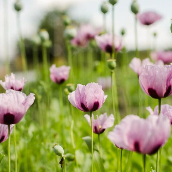 Coquelicot Mauve – La Brouette Maraîchère