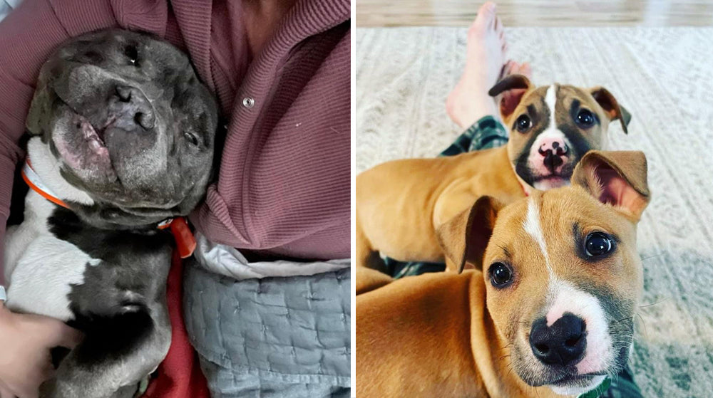 Three more babies found homes