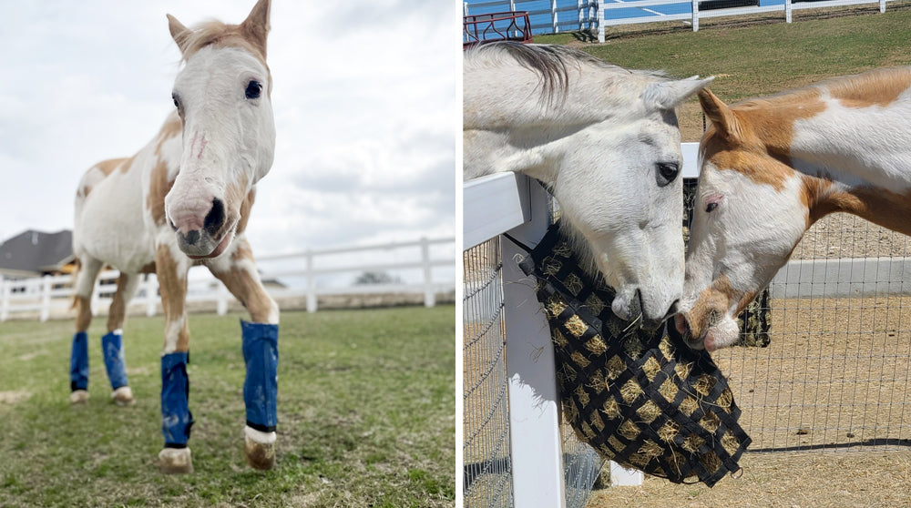 Rosie and Foster quarterhorses