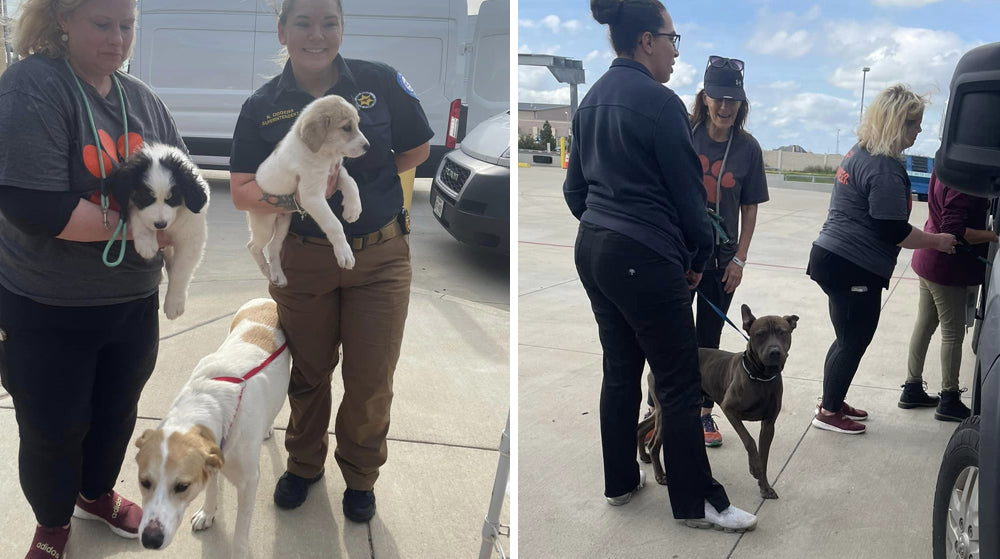 48 dogs leave Fort Worth Animal Shelter for life in the North