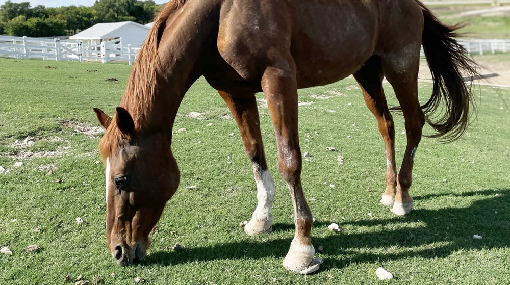 June grazing at FarmHouse Fresh Sanctuary