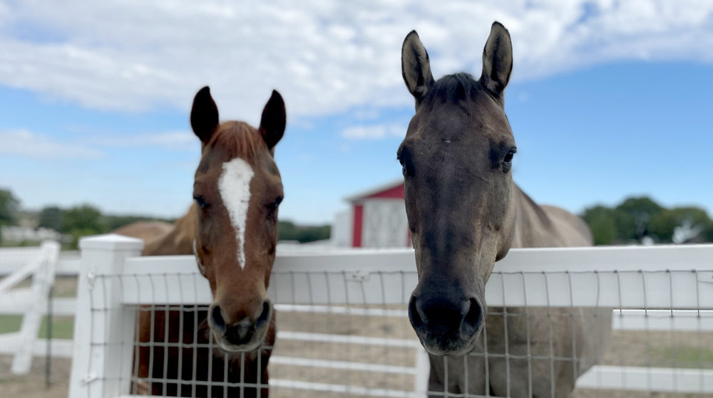 June and Bo at FarmHouse Fresh Sanctuary