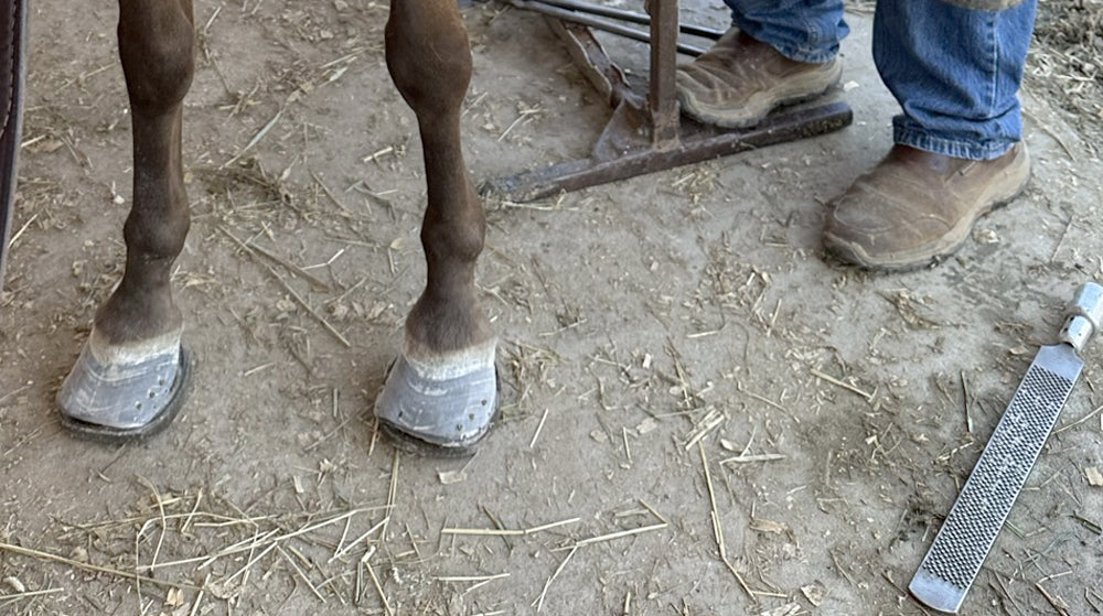Spirit the pony's clogs after liminitis
